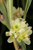 Laurus nobilis f. angustifolia RCP4-07 187.jpg